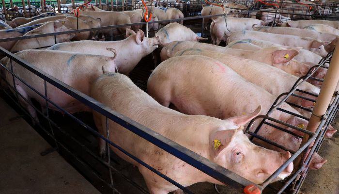  Carne suína do Paraná chega a 70 países; exportações têm 2º melhor 1º semestre da história